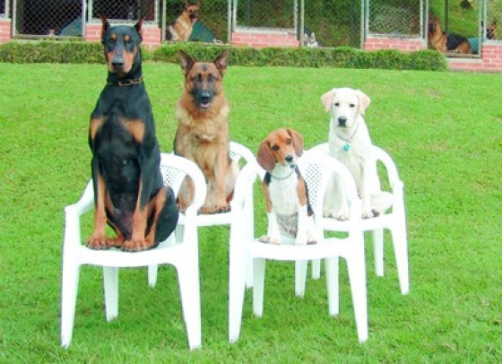 Imagem com cães adestrados Qual a melhor idade para adestrar o cachorro?