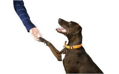 Imagem de um cão dando a pata Como ensinar o cachorro dar a patinha?