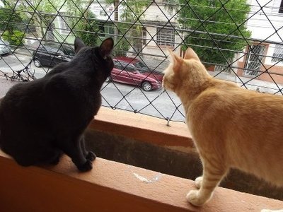 Como manter os gatos em segurança? Porque não deixar os gatos fugirem?