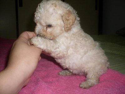Imagem de um filhote de Poodle Micro Toy Poodle Micro Toy - Comprar e vender!