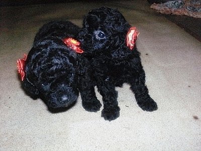 Imagem com dois Poodle Micro Toy pretos Poodle Micro Toy - Comprar e vender!