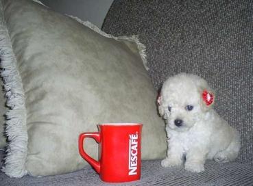 Características do Poodle Micro Toy Poodle Micro Toy - Comprar e vender!