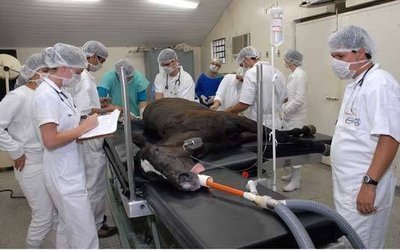 Onde encontrar veterinário gratuito? Veterinários gratuitos