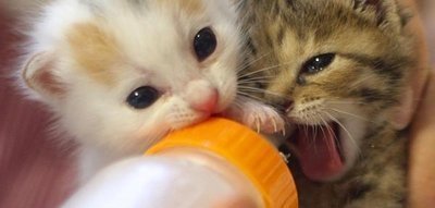 Imagem com filhote de gato mamando Como alimentar filhote de gato?
