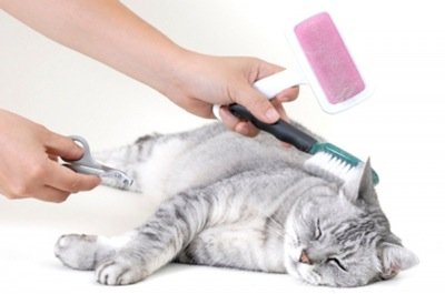 Imagem de uma mulher tosando o gato Como reduzir as bolas de pêlos dos gatos?