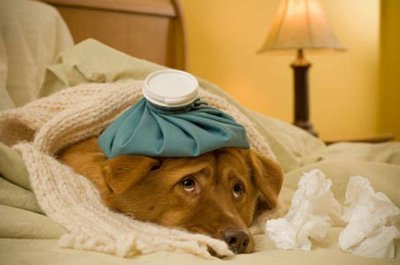 Imagem de um cão doente Como prevenir a alergia alimentar em cães?