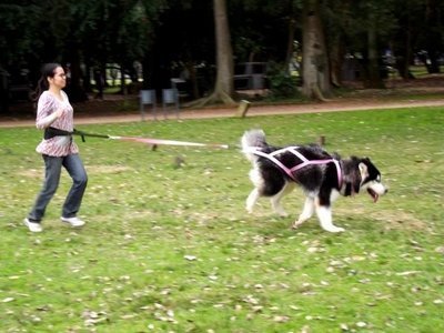 Imagem do Canicross Onde fazer o Canicross?