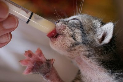 Filhote de gato mamando no conta gotas Como cuidar de gato recém nascido?