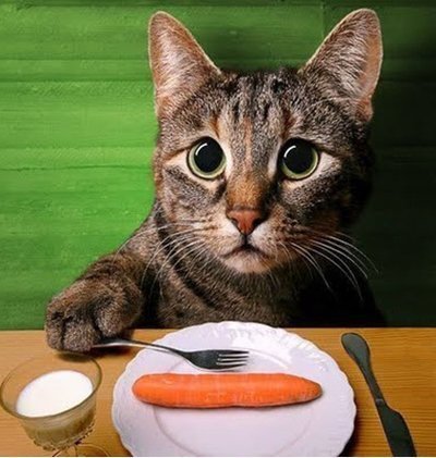 Imagem de um gato triste Como prevenir a alergia alimentar de gatos?
