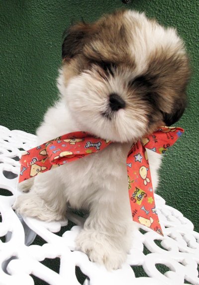 Imagem de um cão embrulhado pra presente Como escolher um bicho de estimação para criança?
