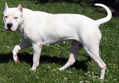 Imagem de um cão da raça Dogo Argentino Quais os melhores cães de guarda?