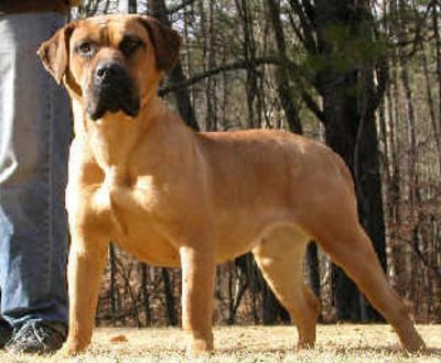 Imagem de um cão da raça Dogo Canário Quais os melhores cães de guarda?