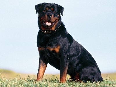 Imagem de um cão da raça Rottweiler Quais os melhores cães de guarda?