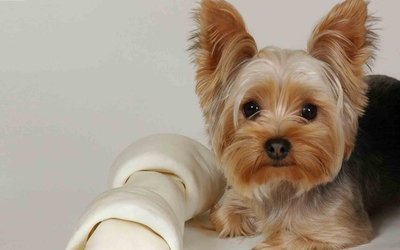 Imagem de um filhote de Yorkshire Terrier Como escolher um filhote de Yorkshire Terrier?
