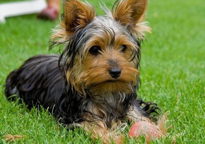 Imagem de um cão da raça Yorkshire Terrier Tudo sobre o Yorkshire Terrier