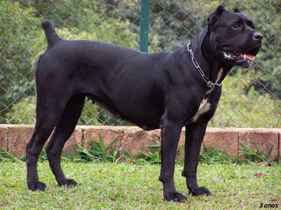 Imagem de um cão da raça Cane Corso Quais os melhores cães de guarda?