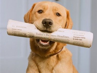 Imagem de um cão com jornal na boca Como fazer o cão buscar o jornal?