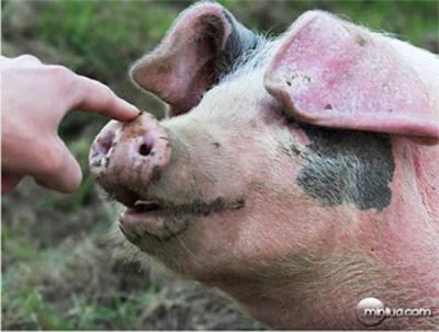 Imagem da porca Lulu Animais heróis e suas histórias!