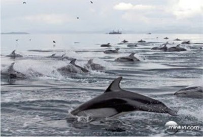 Imagem com vários golfinhos Animais heróis e suas histórias!