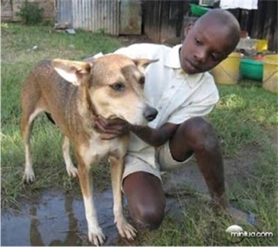 Imagem da cadela heroína Animais heróis e suas histórias!