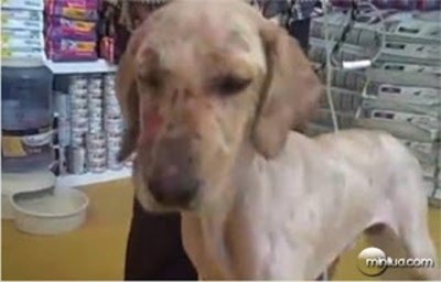 Imagem do cão queimado Animais heróis e suas histórias!