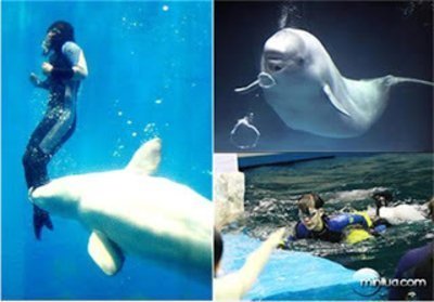Imagem de uma baleia e uma mergulhadora Animais heróis e suas histórias!