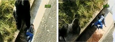 Imagem do Jambo Animais heróis e suas histórias!