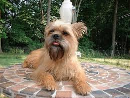 Imagem do cão da raça Affenpinscher Qual a origem da raça Affenpinscher