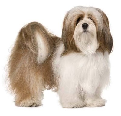 Imagem de um cão da raça Lhasa Apso Tudo sobre a raça Lhasa Apso