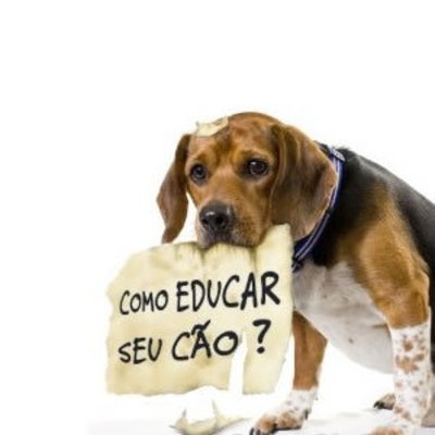 Imagem de um cão triste Posso bater no cachorro para educar?