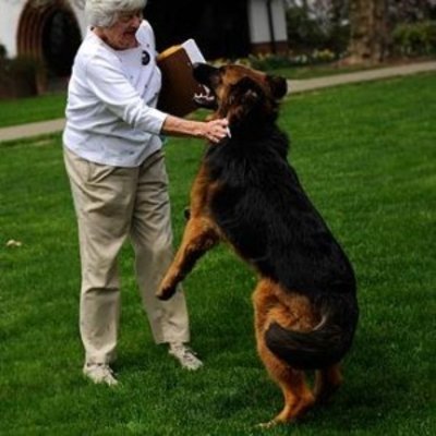 Imagem de um cão pulando em uma senhora Como ensinar o cão a não pular nas pessoas?