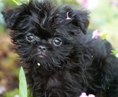 Imagem de um filhote de cão da raça Affenpinscher Tudo sobre a raça Affenpinscher