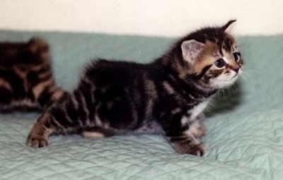 Doação de animais de estimação Filhote de gatinho para adoção