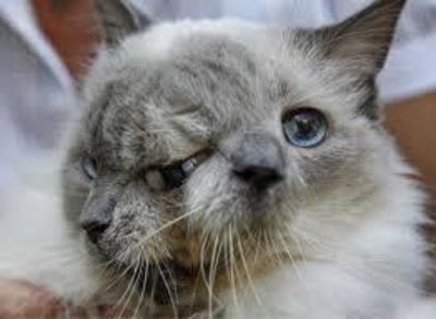 Imagem de um gato com Janus Cat O que é Janus Cat?