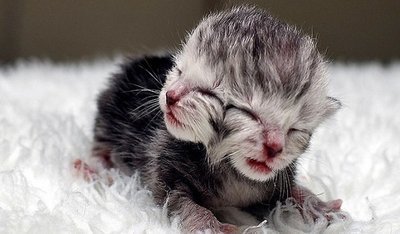Imagem de um filhote com Janus Cat Existe gato com duas cabeças?