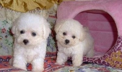 Imagem com cães da raça Micro Toy Como saber se o cão é Micro Toy?