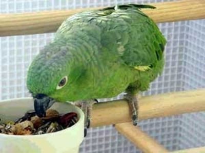 Imagem de um papagaio comendo Como alimentar um papagaio?