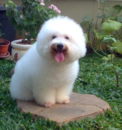 Imagem de um Poodle Médio Temperamento do cão da raça Poodle Médio