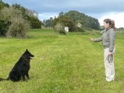 Imagem de um cão sendo treinado Como treinar o cão para não pular nas pessoas?
