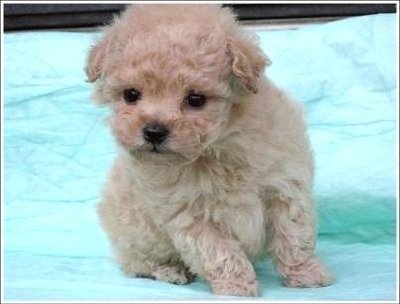Imagem de um Poodle Toy Características de um cão da raça Poodle Toy