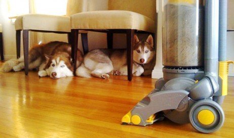 A sujeira e os inevitáveis pelos pela casa! Sujeira e animais de estimação