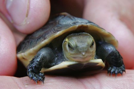 Aprendendo a cuidar de tartarugas Tartarugas como bichinho de estimação