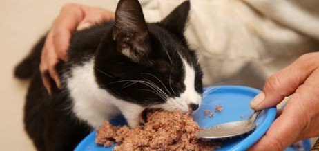 Alimentando seus gatos de forma exagerada pode ser muito ruim! Tomando cuidado em exagerar com os gatos