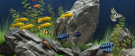 Tenha carinho pelo habitat de seus peixes e você será bem retribuído! Cuidando bem de seu aquário