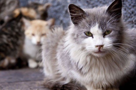 Tenha calma e paciência com o humor de seu gatinho idoso! Um gato muda seu comportamento com a idade