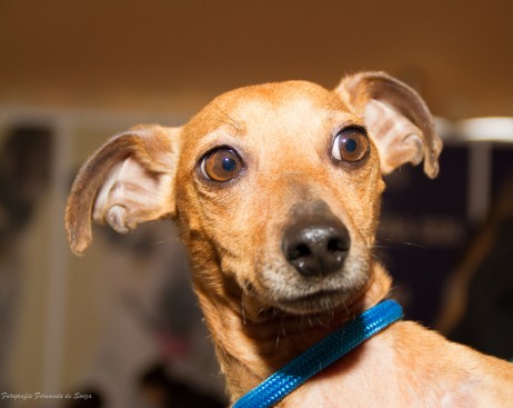 Adote e ganhe um amigo peludo! Adoção de cães vira latas