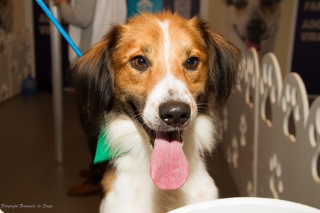 Realize um sonho e dê um lar para um cãozinho carente! Encontrado um cão para adotar