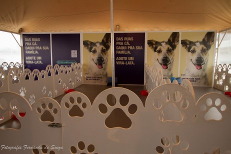 Ofereça sua ajuda aos bichinhos! Ajudando as ONGs protetoras de animais