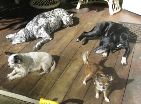 Por que levar seu cão para um asilo? Cuidando de cães mais idosos