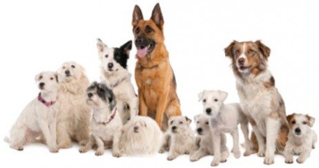 Escolha seu cão independente de raça! Escolhendo o cão certo para sua casa